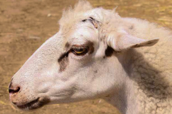 Imroz Sheep