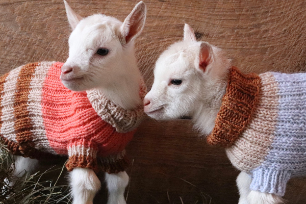Finnsheep