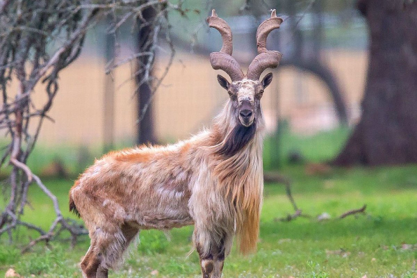 Burma Boynuzlu (Markhor) Keçi