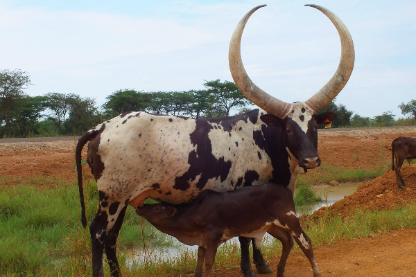 Ankole Watusi Cattle