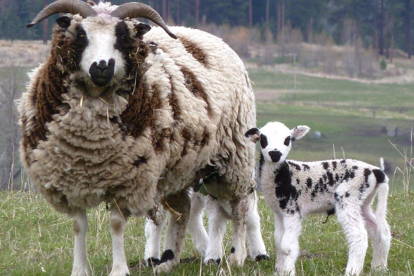 Овцы породы святого Якова (Jacob Sheep)