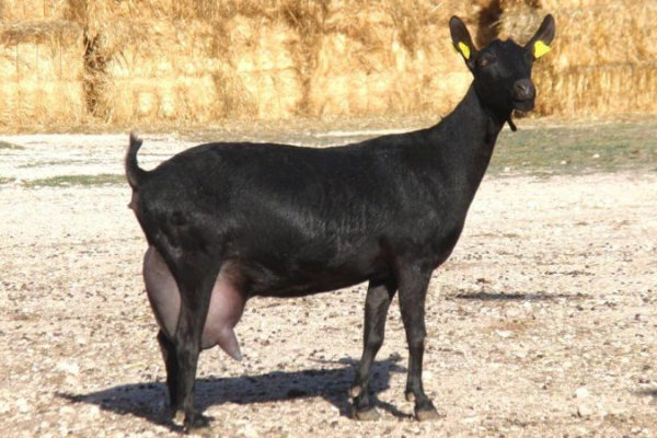 Murciano Granadina Keçisi