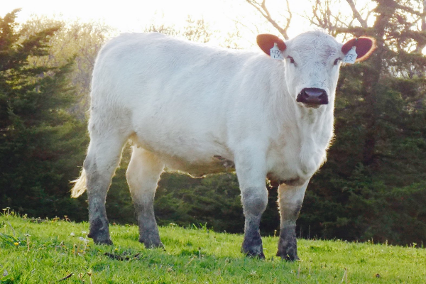 American White Park Cattle