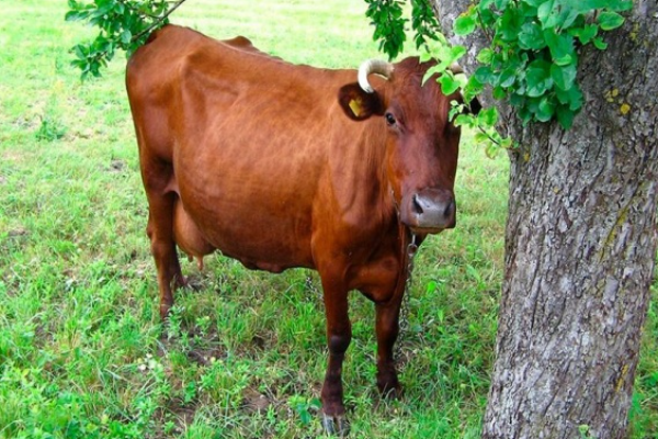 Red Gorbatov Sığır Irkı