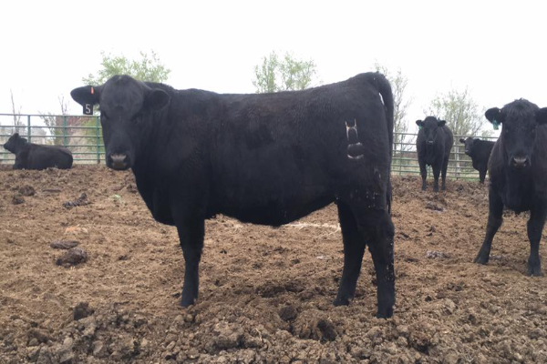 Amerifax Cattle