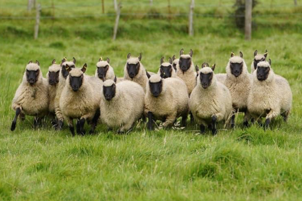 Clun Forest Sheep