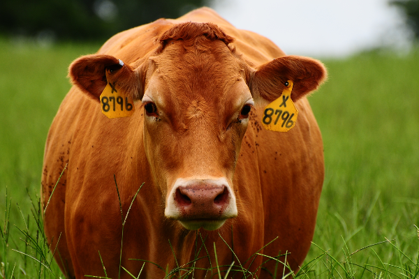 Akaushi Cattle