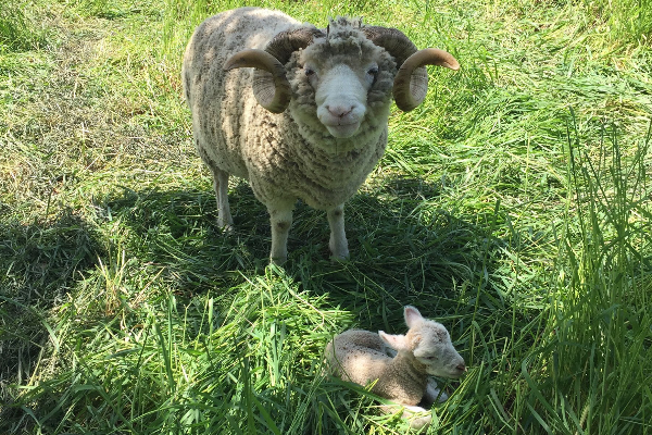 Dorset Horn Sheep