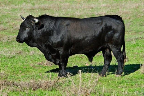 Andalusian Black Cattle
