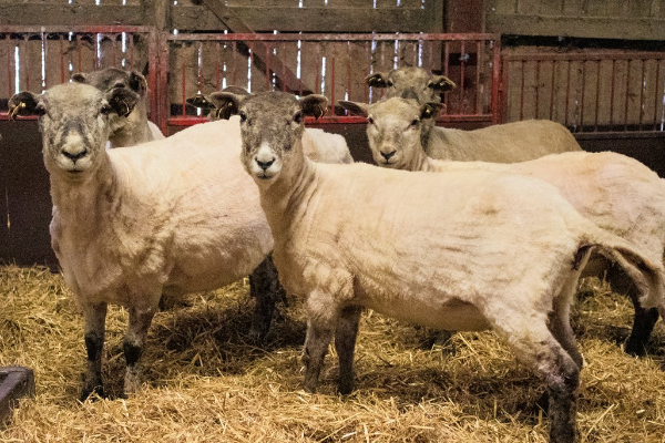 Danish Landrace Sheep