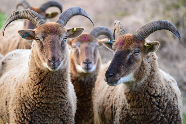 Castlemilk Moorit Sheep