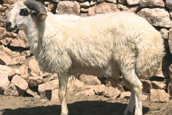 Dağliç Sheep