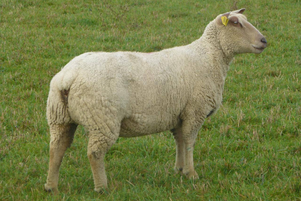 Charollais Sheep