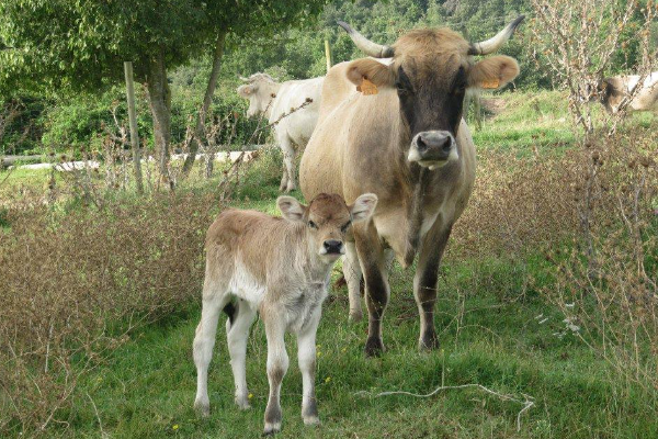 Alberes Cattle