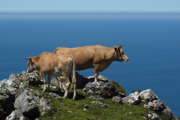 Gallega Rubia Sığır Irkı