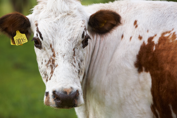 Allmogekor Cattle