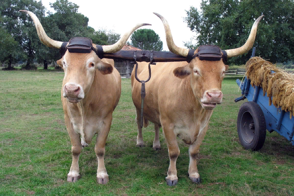 Béarnais Cattle