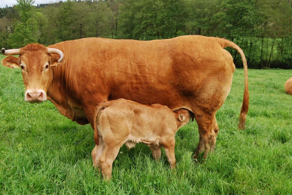 Galician Blond (Galiçya Sarısı) Sığır Irkı