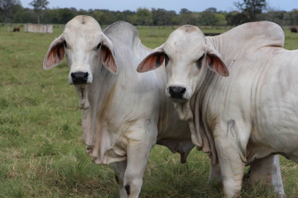 Brahman Cattle