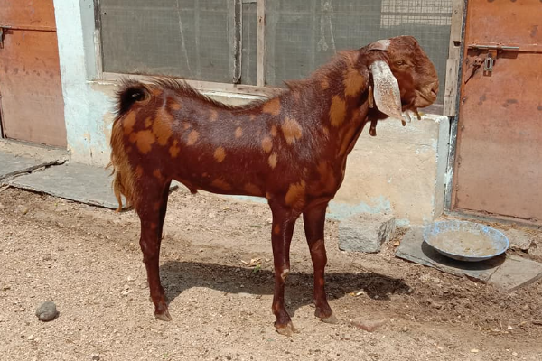 Sirohi Keçisi