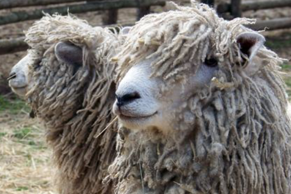 Cotswold Sheep