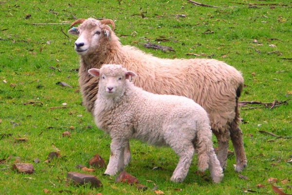 Drysdale Sheep