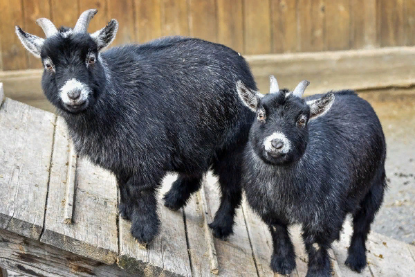 Pygmy Goat (Cameroon Dwarf Goat)