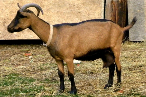 Oberhasli Goat