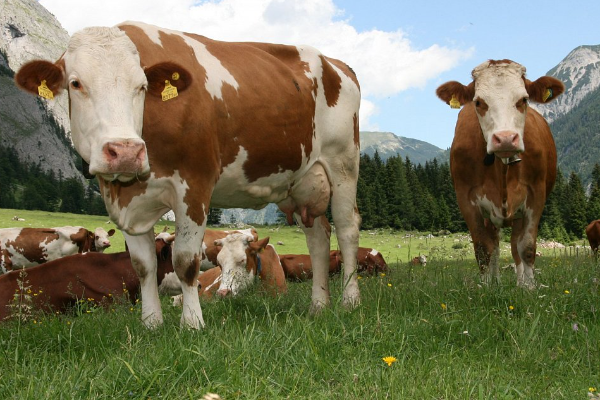 Simmental Cattle