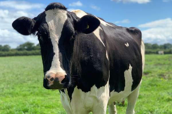 Holstein Friesian Cattle