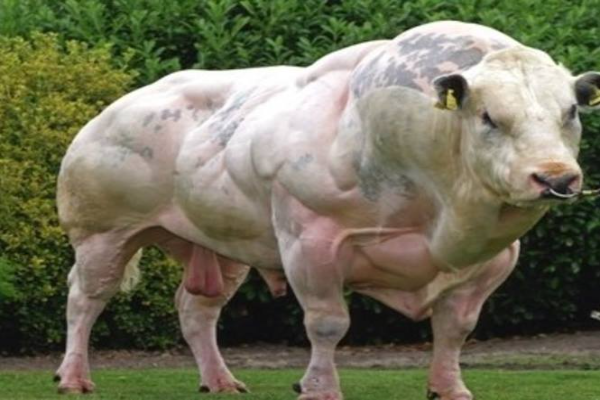 Belgian Blue Cattle
