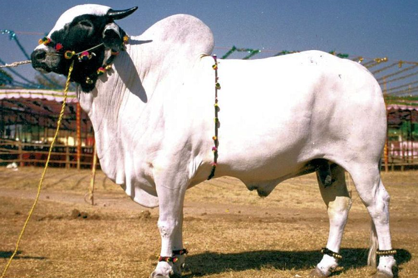 Deoni Cattle