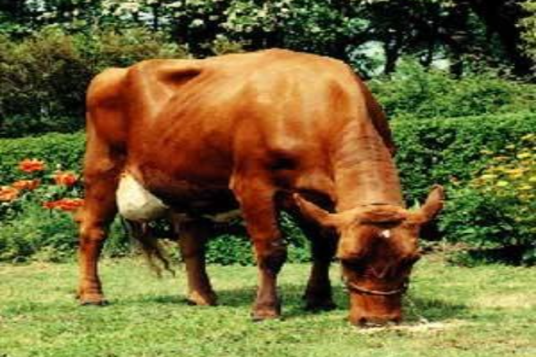 Estonian Red Cattle