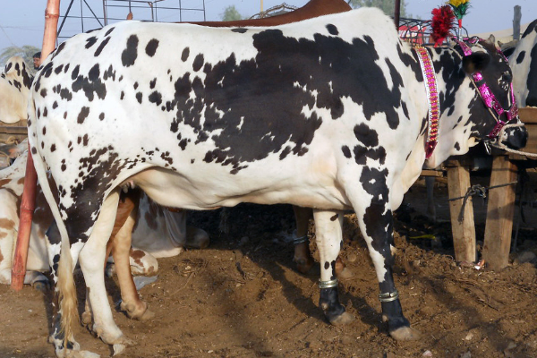 Dhanni Cattle