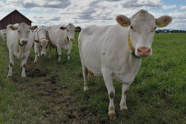 Finn Cattle