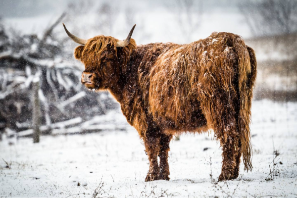 Canadian Highland Cattle