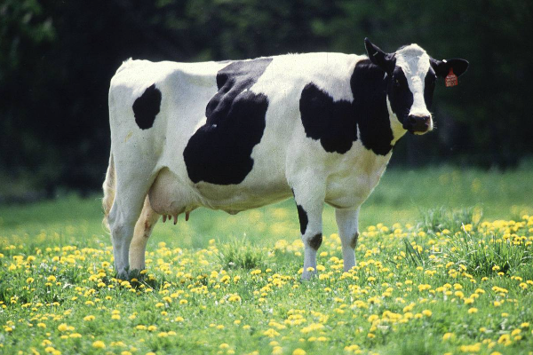 Dutch Friesian Cattle