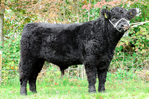 Galloway Cattle