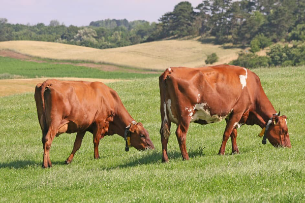 Danish Red Cattle