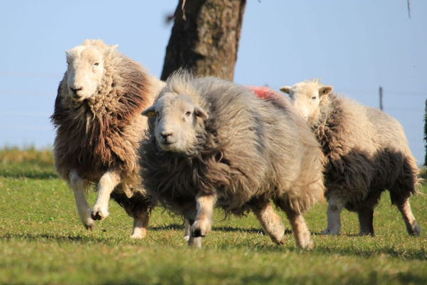 Herdwick Koyunu