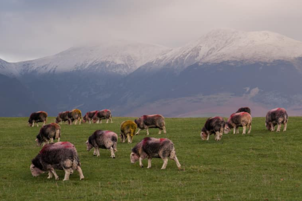 Herdwick Sheep
