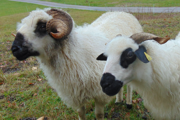 Thônes et Marthod Sheep