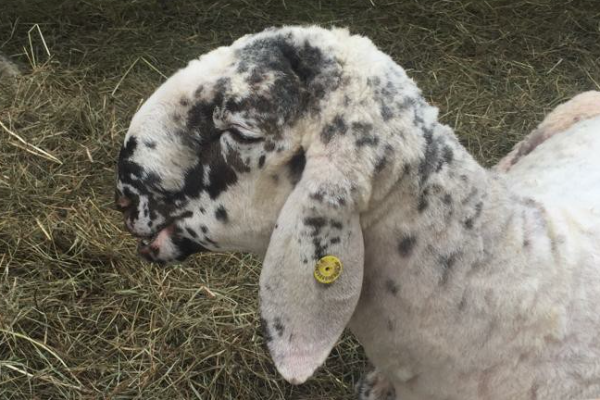 Lamon Sheep