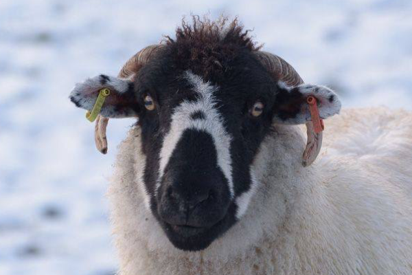 Lonk Sheep
