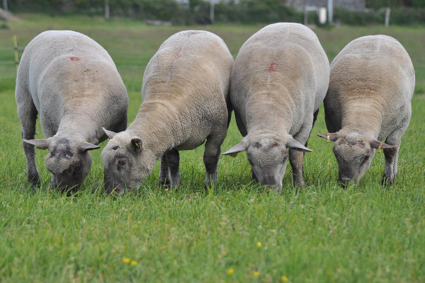 Vendéen Sheep
