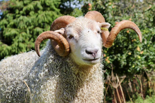 White Face Dartmoor Sheep