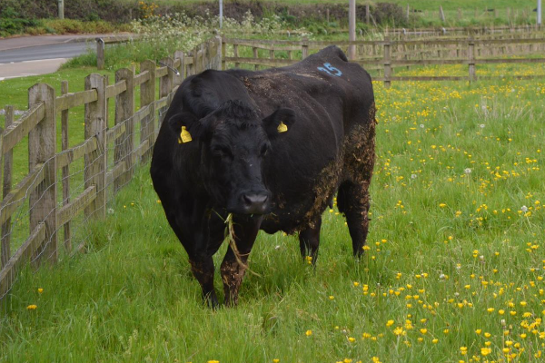 Aberdeen Angus Sığır Irkı