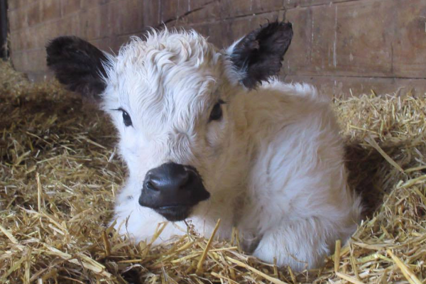 White Galloway Sığır Irkı