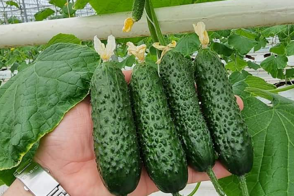 Tarımda Toprak Sorunlarına Alternatif Çözüm, Topraksız Tarım
