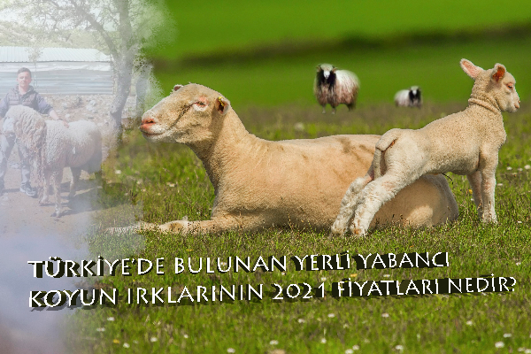 Yerli ve Yabancı Koyun Fiyatları 2024